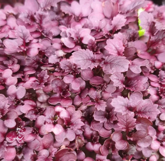 Микрозелень горчицы Red XXL фото 2